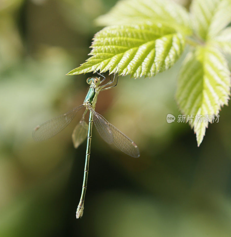 小翡翠豆娘(Lestes virens)雌性